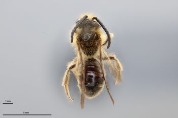 Media type: image;   Entomology 774007 Aspect: habitus dorsal view